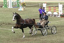 A Hackney Horse in a driving competition. Hackney horse.jpg