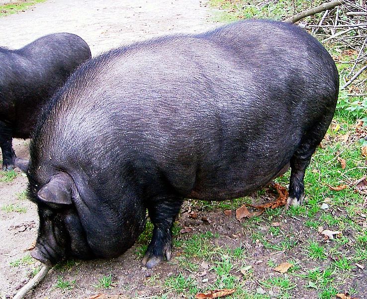 File:Haengebauchschwein1.jpg