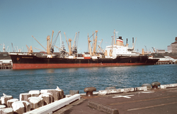 Bayernstein in Auckland, 1973