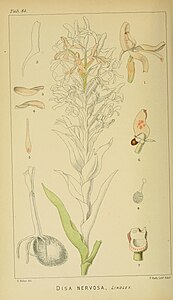 plate 84 Disa nervosa