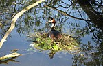 Vorschaubild für Naturschutzgebiet Vogelschutzgebiet Heisinger Bogen