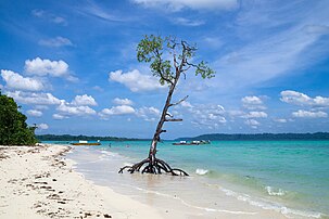 Arbre de mangrove isolé, sur l'archipel Ritchie (îles Andaman-et-Nicobar). (définition réelle 4 032 × 2 688)