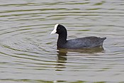 Hawaiian Coot Kona 2012-12-04 at 16-44-24.jpg