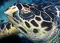 Hawksbill turtle doeppne-081.jpg