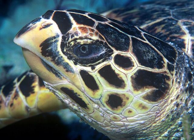 Profilfoto af skildpaddehoved med fremtrædende næb, der stikker ud over underkæben, en facetteret hud omgiver øjet