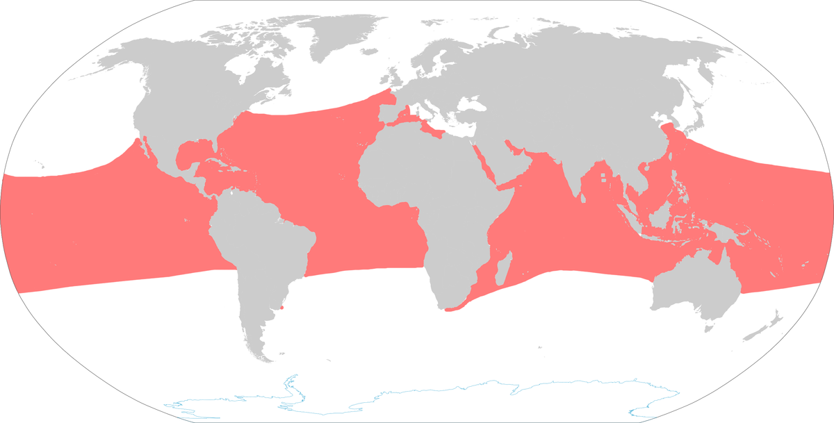 map of where the green turtle lives