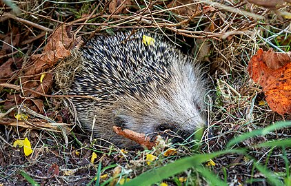 Hedgehog in its nest in Tuntorp
