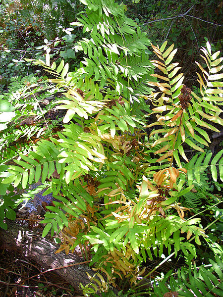 File:Helecho Osmunda regalis Habitus Robledillo 2011-06-25 SierraMadrona.jpg