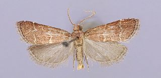 <i>Heliades lindae</i> Species of moth