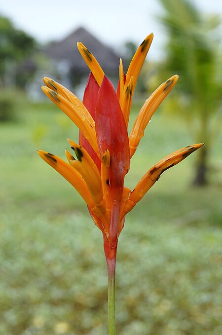 Tập tin:Heliconia psittacorum 01.JPG