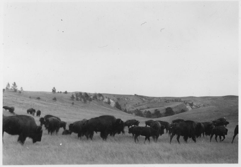 File:Herd of buffalo - NARA - 285512.jpg