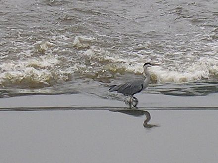 Grey heron wading in the Irwell near Bury.