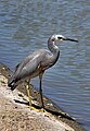 Heron on the dam wall-1+ (2301495338).jpg