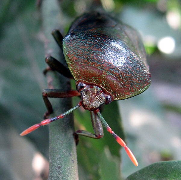 File:Heteroptera Cambodia.jpg