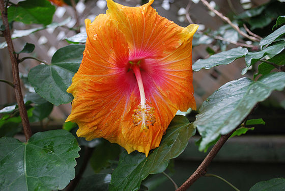 Angry Hibiscus Rosa-Sinensis Orange Cultivar