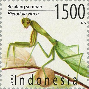 Hierodula venosa 2003 Indonesia stamp.jpg