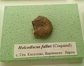 Holcodiscus fallax (Coquand) en:Barremian, General Kiselovo, Varna Province at the en:Sofia University "St. Kliment Ohridski" Museum of Paleontology and Historical Geology