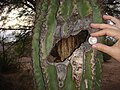 Close-up of living saguaro with hole, wound-response lignin, quarter shown for scale