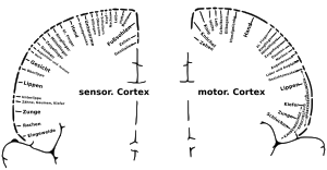 The homunculi showing which parts of the body are controlled by the sensory cortex and motor cortex. Taub's research on the Silver Spring monkeys challenged the paradigm that brain functions are fixed in certain locations. Homunculus-de.svg