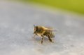 * Nomination Honey bee (By Samuel Steinhilber)--KaiBorgeest 20:34, 2 May 2018 (UTC) * Decline  Oppose Insufficient quality. lack DoF and identification The Photographer Thu, 03 May 2018 01:40:40 GMT