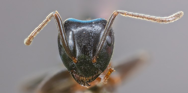 Pharaoh ant (Monomorium pharaonis), Hartelholz, Munich, Germany.