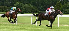Horse-racing-5.jpg