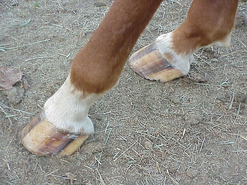 File:Horse rear hooves.jpg