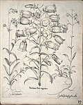 Miniatuur voor Bestand:Hortus Eystettensis, 1640 (BHL 45339 171) - Classis Aestiva 19.jpg