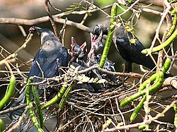 House Crow(Chicks) I IMG 0175.jpg