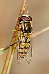 ¿Avispa o mosca? Un Syrphidae (díptero inofensivo) que parece una avispa