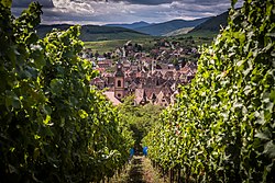 Hugel et Fils grand cru Schœnenbourg Riquewihr août 2020.jpg