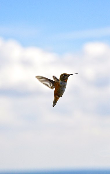 File:Hummingbird at Moqui Lookout (7699405232).jpg