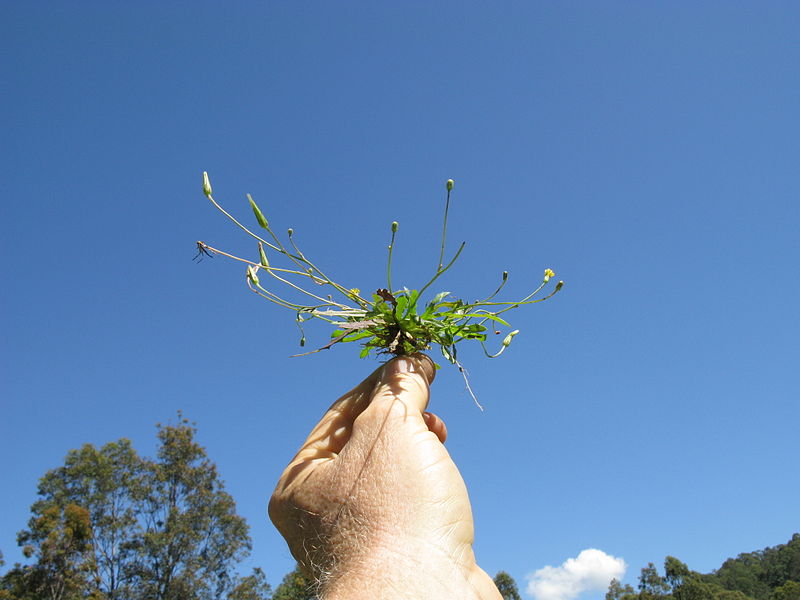 File:Hypochaeris glabra plant7 (15220636168).jpg