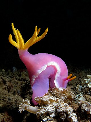 <i>Hypselodoris apolegma</i> Species of gastropod