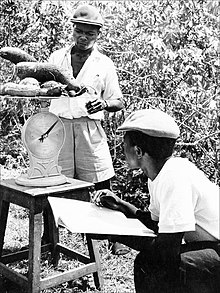 IITA agricultural officers weigh cassava in 1970. IITA Agricultural Officers Weigh Cassava.jpg