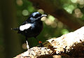 Oiseau sur l'Ile Aride aux Seychelles