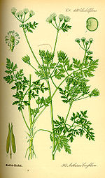 Ilustração Anthriscus cerefolium0.jpg