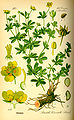 Illustration Potentilla erecta0.jpg