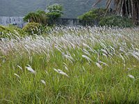 Imperata cylindrica