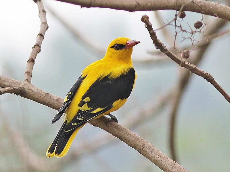 File:IndianGoldenOriole M.jpg