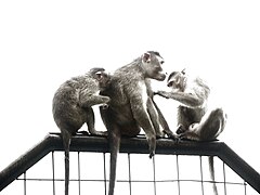 Three macaques grooming one another
