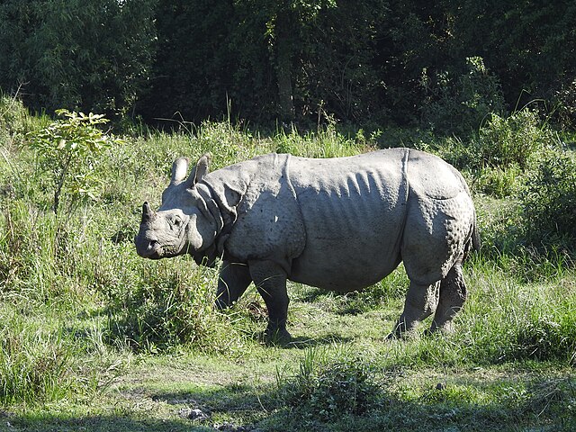 File:Indian_Rhinoceros_Rhinoceros_unicornis_by_Dr._Raju_Kasambe_(5).JPG