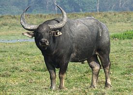 Дикий азиатский буйвол в национальном парке Казиранга