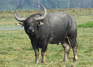 Wild water buffalo Species of mammal