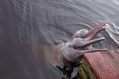 Amazon river dolphin Inia geofrensis rio Negro.jpg