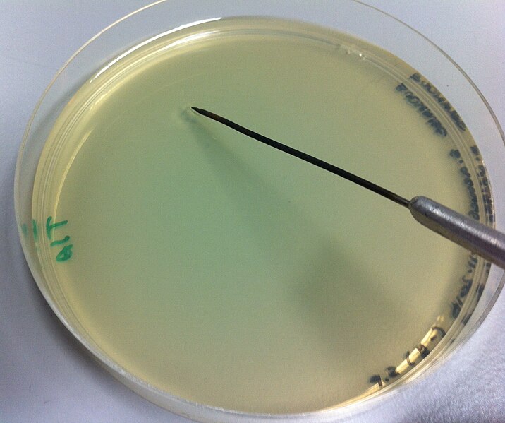 File:Inoculating plate agar.jpg