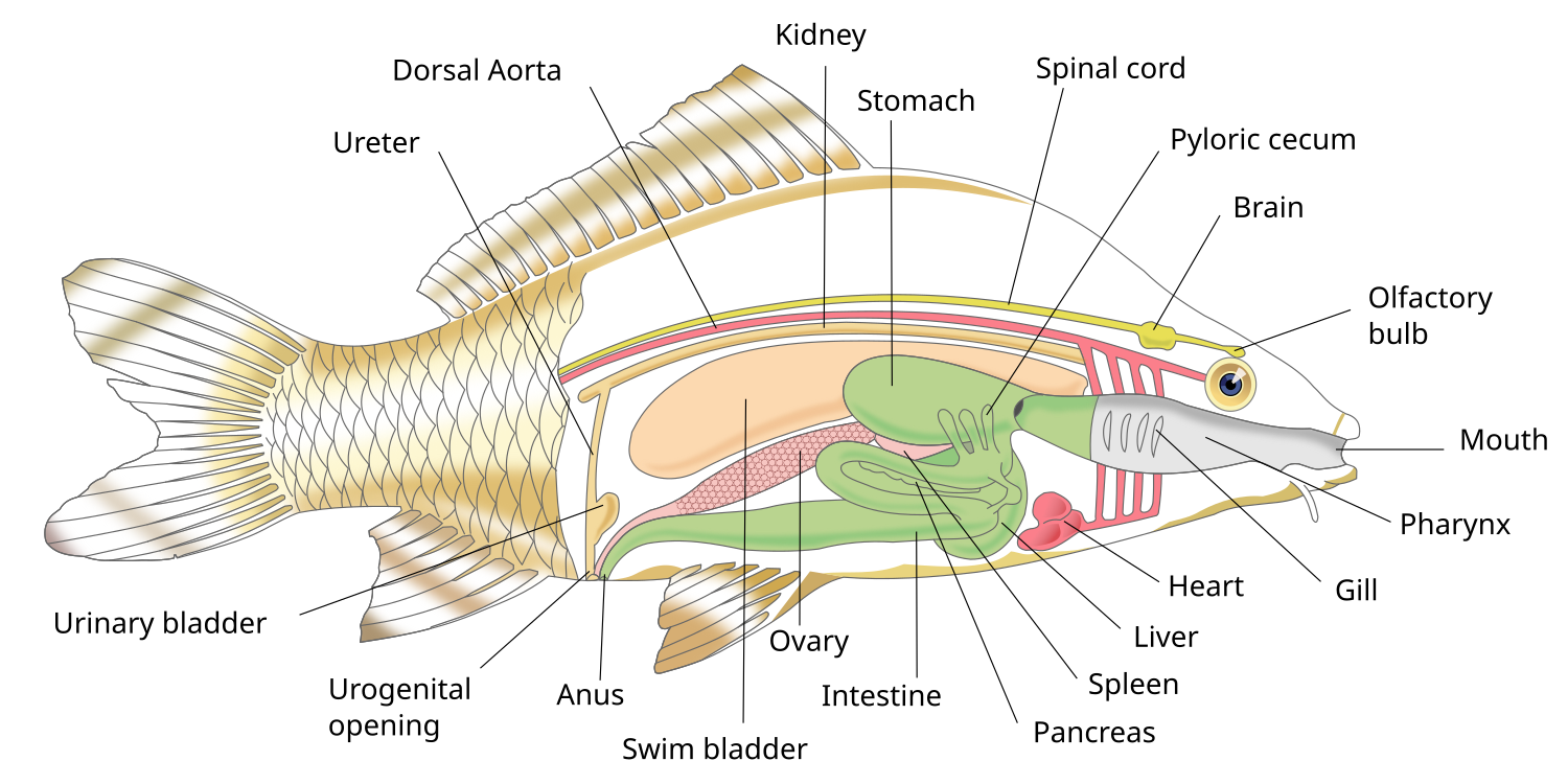 Fish anatomy - Wikiwand