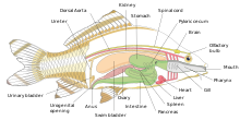 Internal organs of a fish.svg