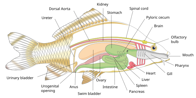 Fish anatomy - Wikipedia