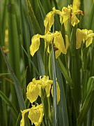 Iris pseudacorus LC0338.jpg
